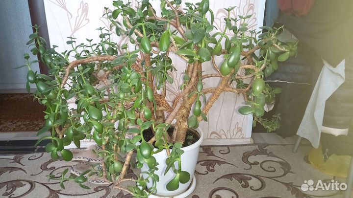 Денежный цветок