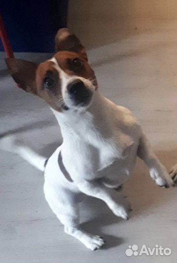 Джек Рассел терьер вязка