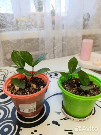 Замиокулькас