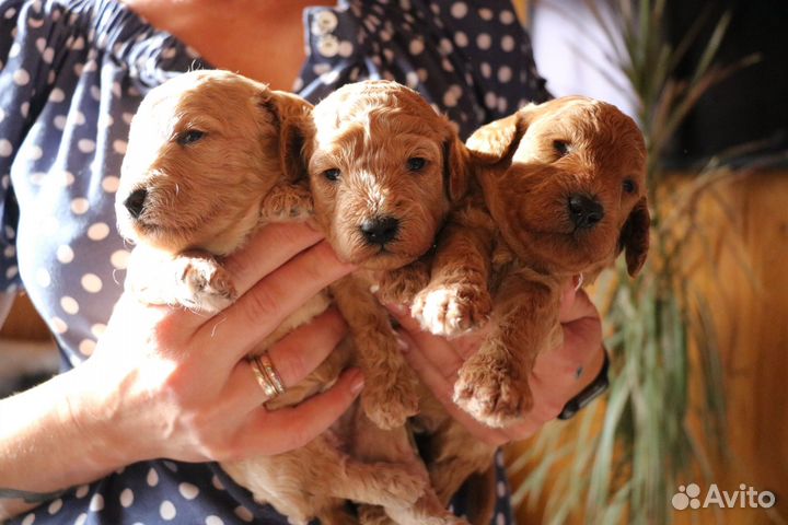 Мальтипу.резервирование