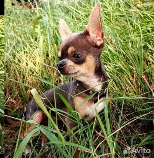 Чихуахуа mini вязка