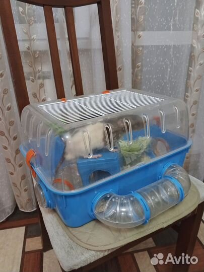 Крыса с клеткой