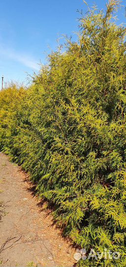 Туя брабант