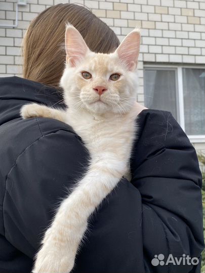 Котики Мейн-кун