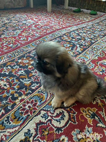 Щенки пекинеса