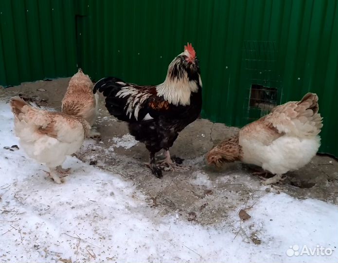 Куры фавероль