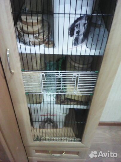 Клетка витрина