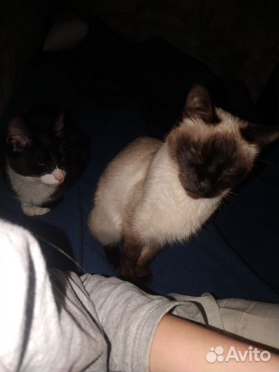 Котята ищут свой дом