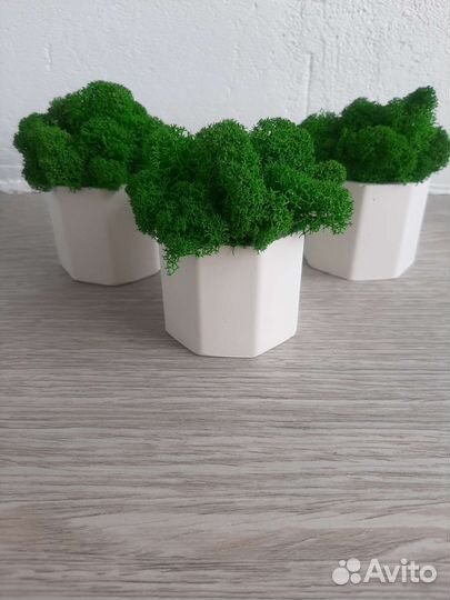 Стабилизированный мох