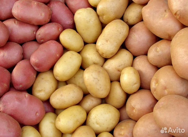 Семенной картофель