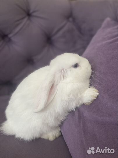 Кролик вислоухий