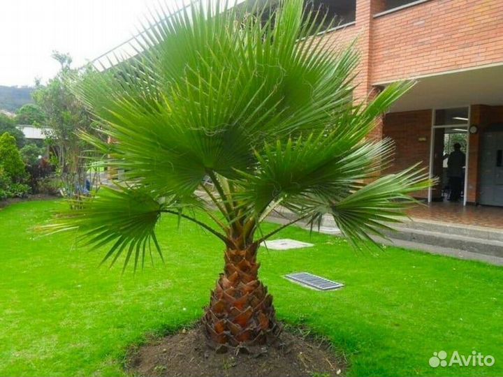 Саженцы: пальмы, мушмула, магнолия