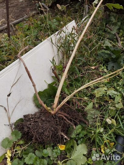 Калина красная(саженцы), ягоды