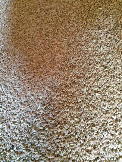 Зерно пшеница ячмень овес