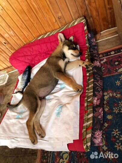 Собаки бесплатно в добрые руки щенки