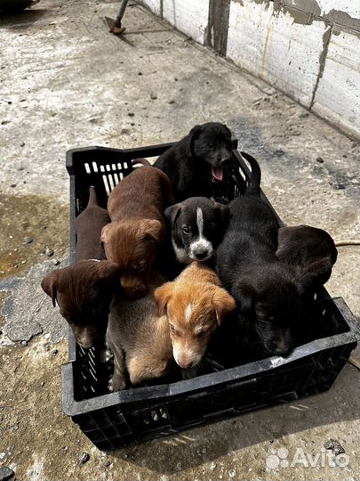 Отдаются щенки в добрые руки