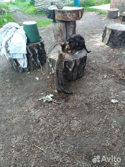 Бенгальская кошка