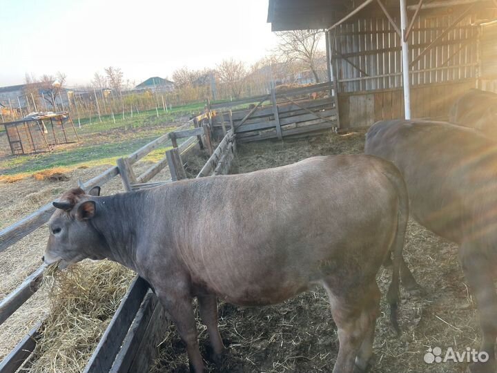 Телки с откорма