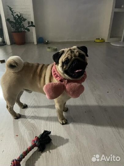 Мопс вязка мальчик