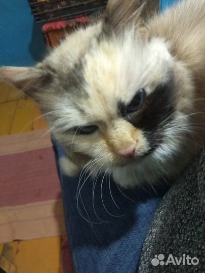 Кошечка в добрые руки