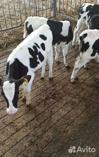 Телята бычки