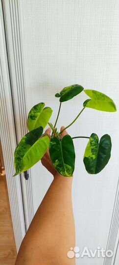 Филодендрон Бурле Макс вариегатный