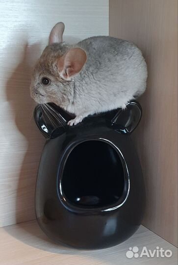 Шиншилленок девочка 2 мес