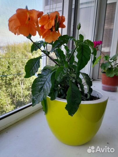 Красандра в горшке