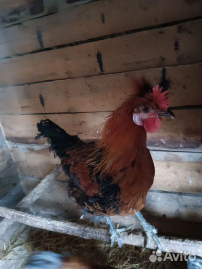 Молодые петухи 8 месяцев