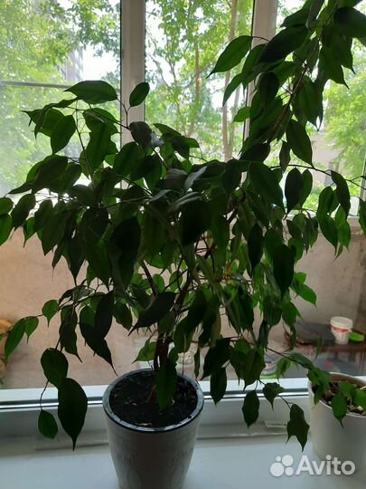 Фикус бенджамина плетеный