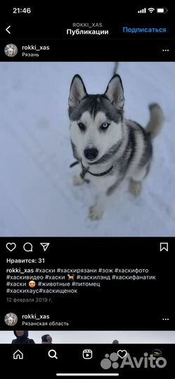 Вязка хаски