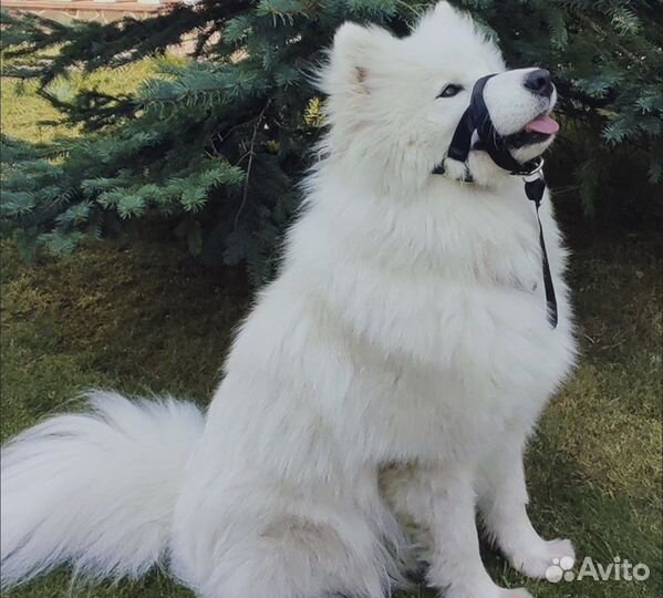 Недоуздок для собак