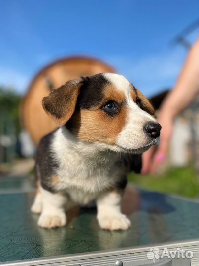 Вельш корги