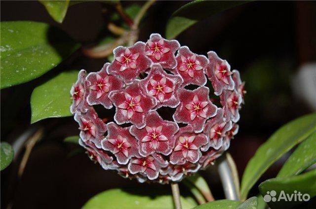 Хойя Публикатис Сильвер Пинк