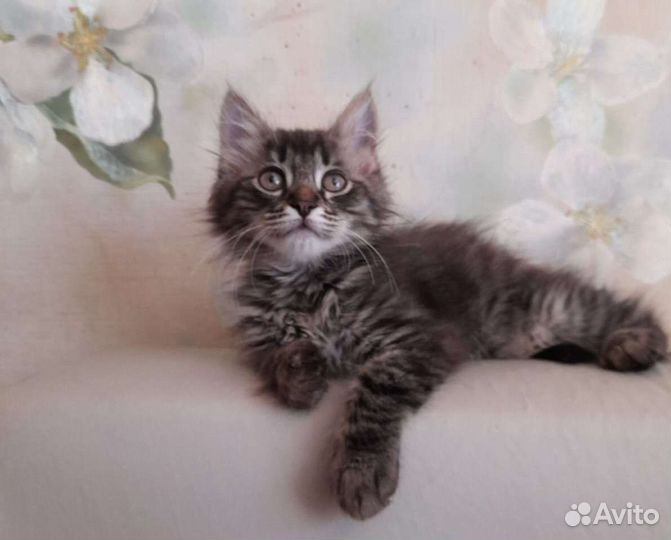 Котята в дар(девочка и мальчик)