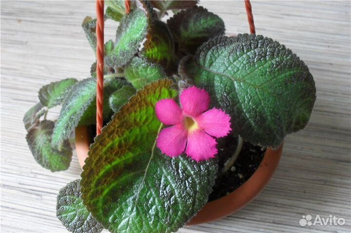 Вечноцветущая бегония доставка