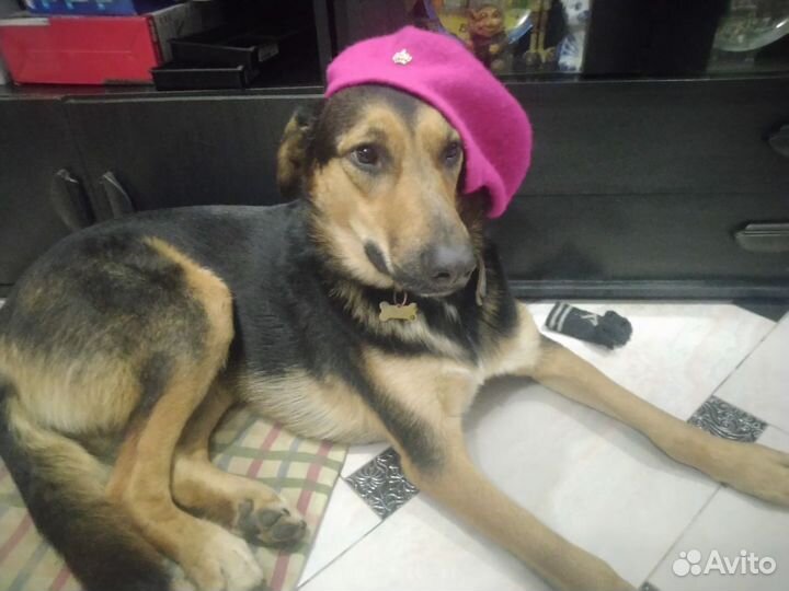 Очень любит играть с детьми