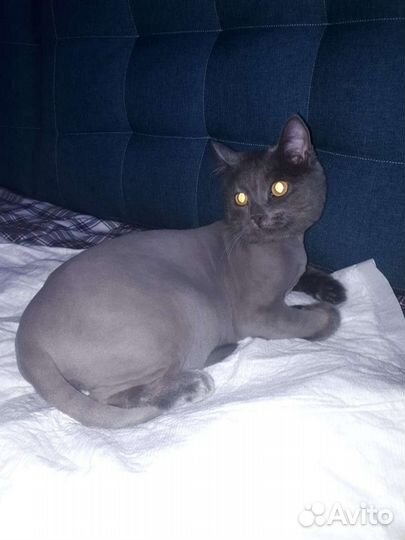 Стрижка кошек/котов и собак