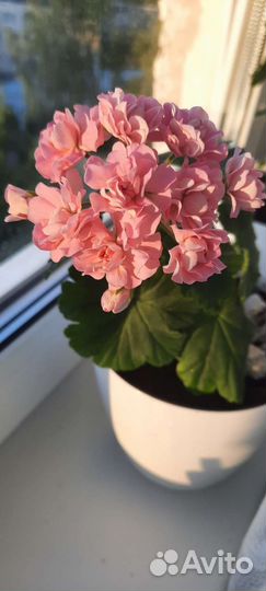 Сортовая пеларгония Princess Philippa