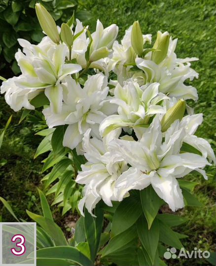 Лилии луковицы