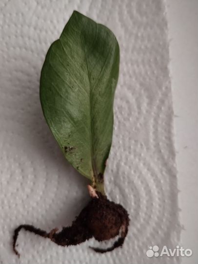 Замиокулькас