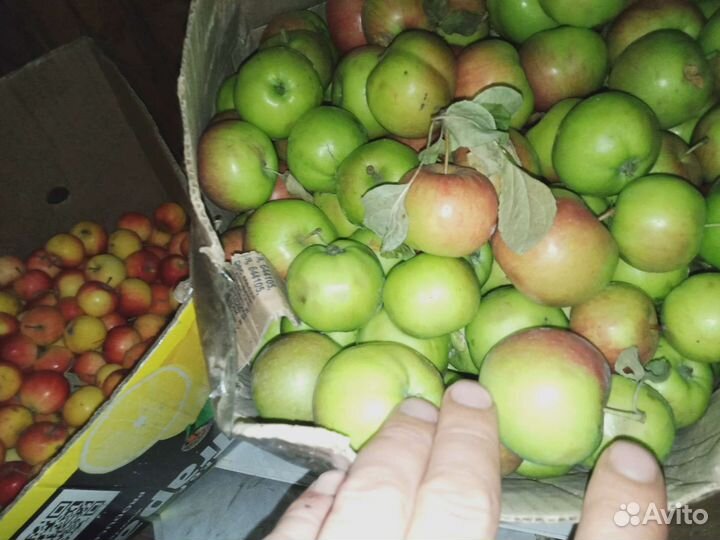 Яблоки. Свежий урожай