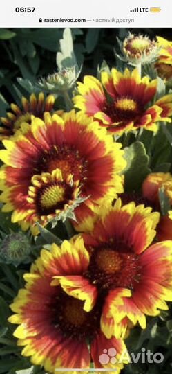 Гайлярдия бордюрная