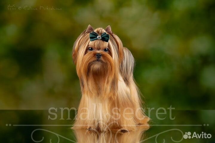 Йоркширский терьер золотой голддаст