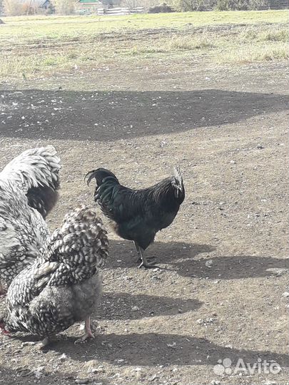 Петухи породистые