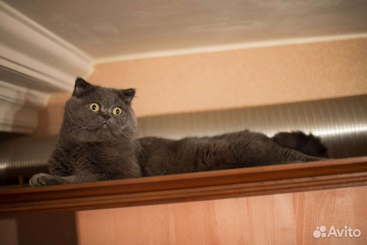 Вязка с котом
