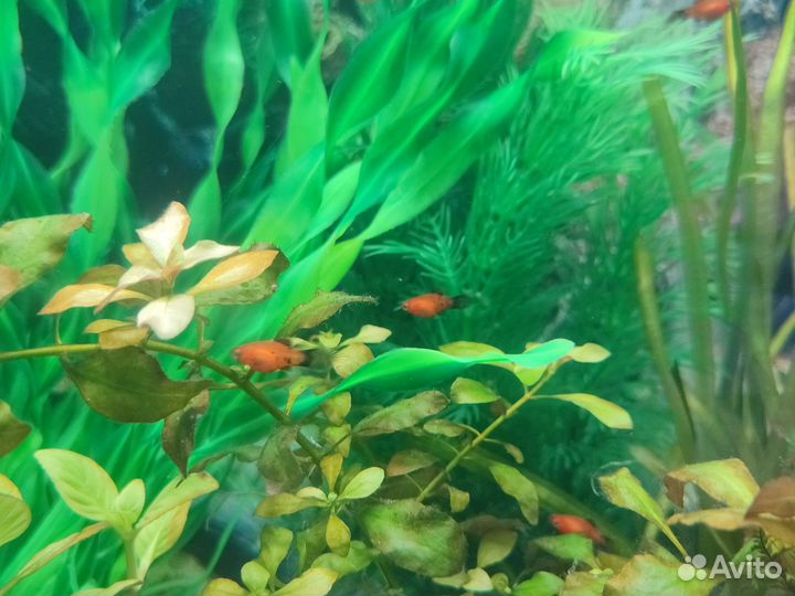 Рыбки пецилии