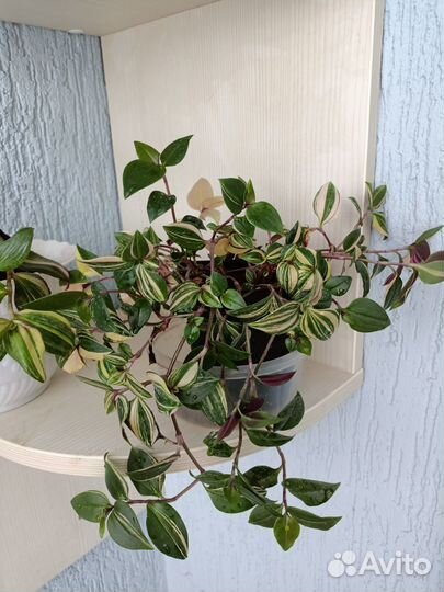 Традесканции разных сортов, рэо