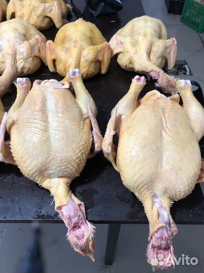 Куры тушки