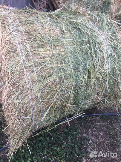 Сено люцерна